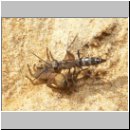 Pompilus cinereus - Wegwespe w05 9mm mit Spinne.jpg